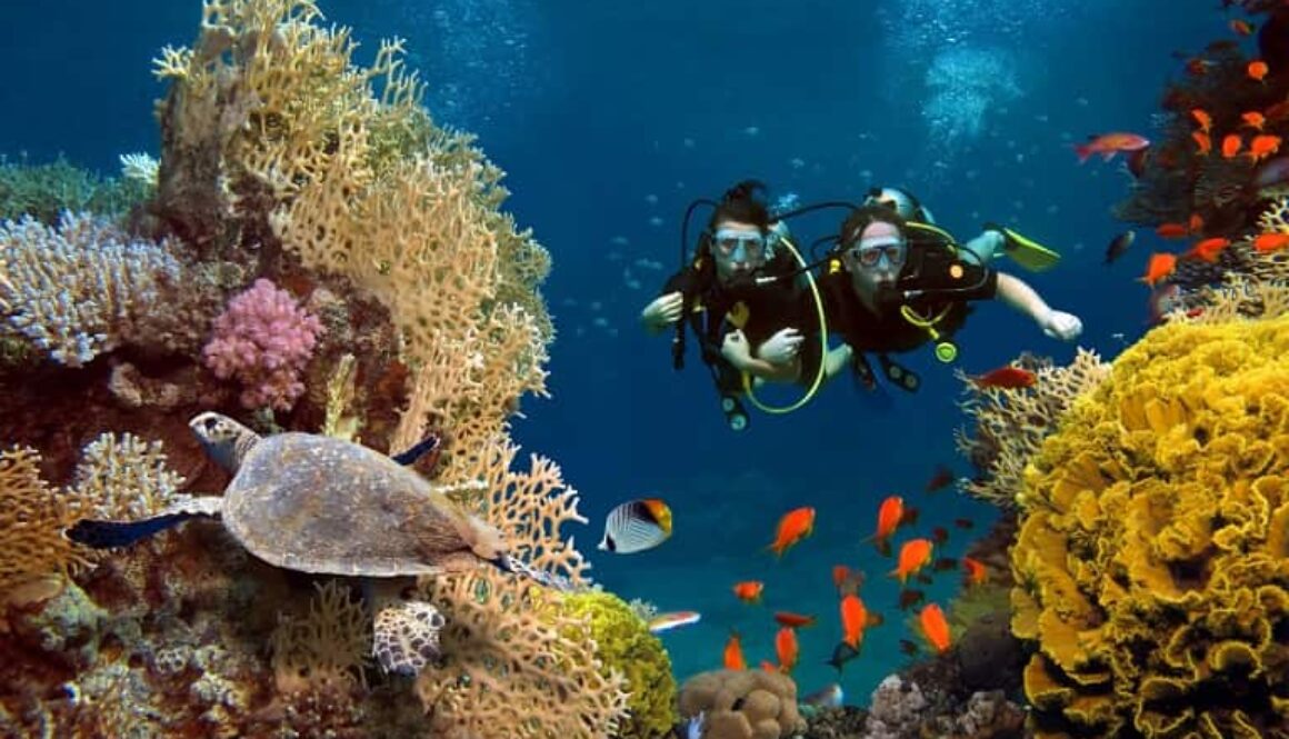 marine-life-andamans
